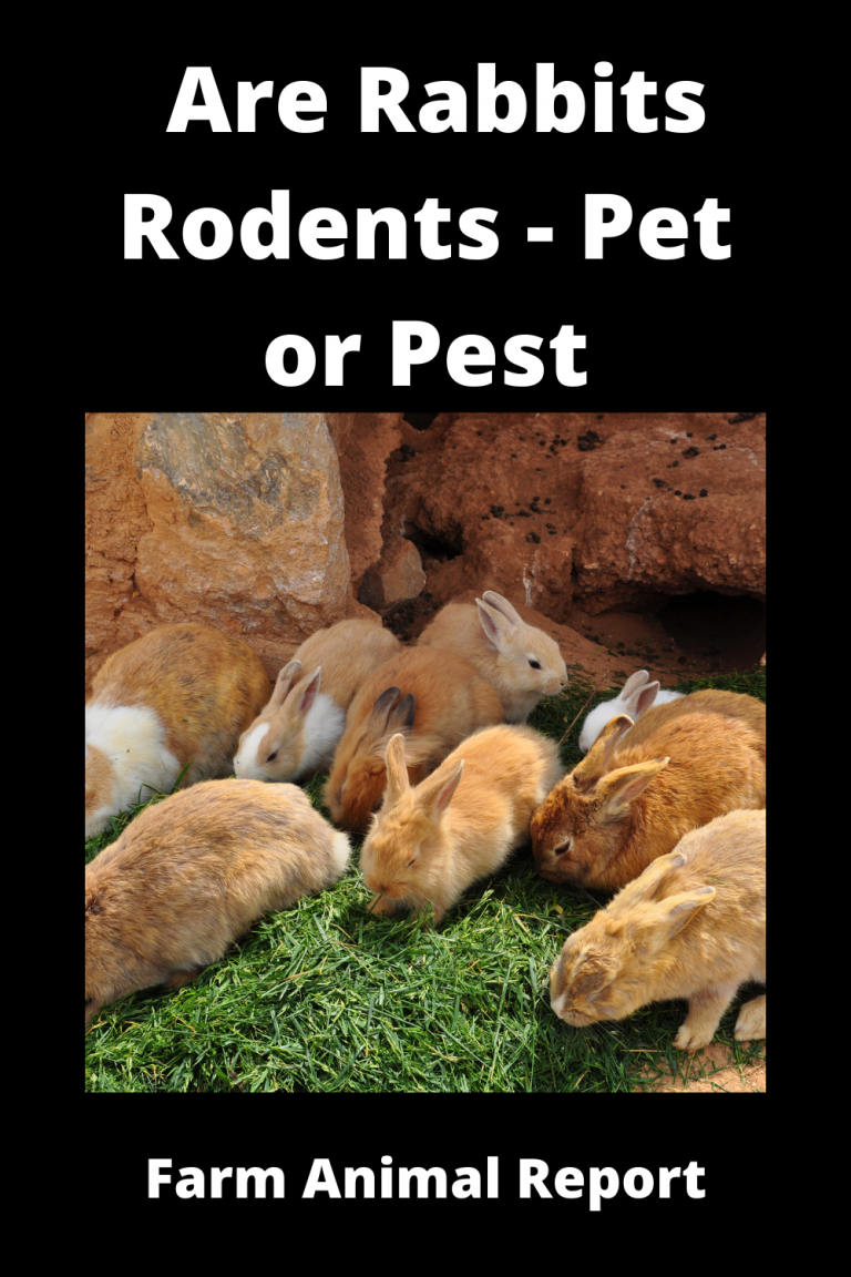 Farm Rabbit Pests Is A Rabbit A Rodent | Rabbits Rodents - Pet Or Pest