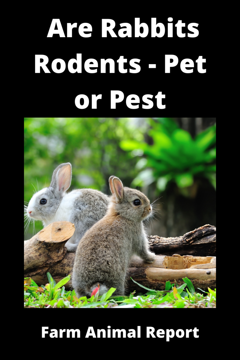 Is A Rabbit A Rodent Rabbits Rodents Pet Or Pest