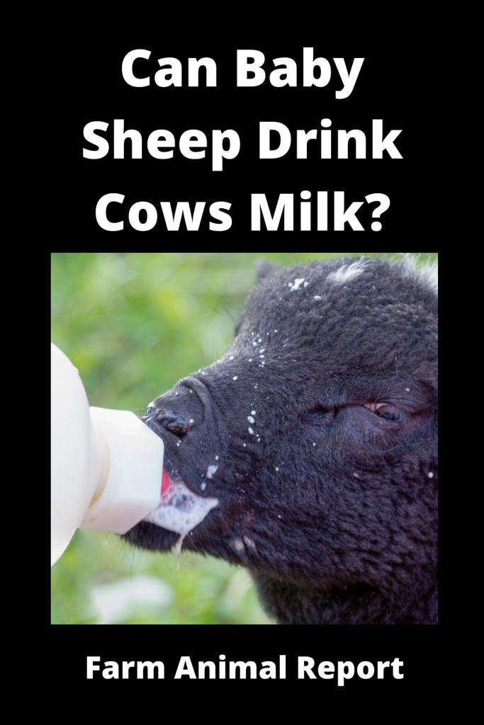 Can Lambs Drink Cows Milk | Cow **BOTTLE FEEDING**(2023) 2