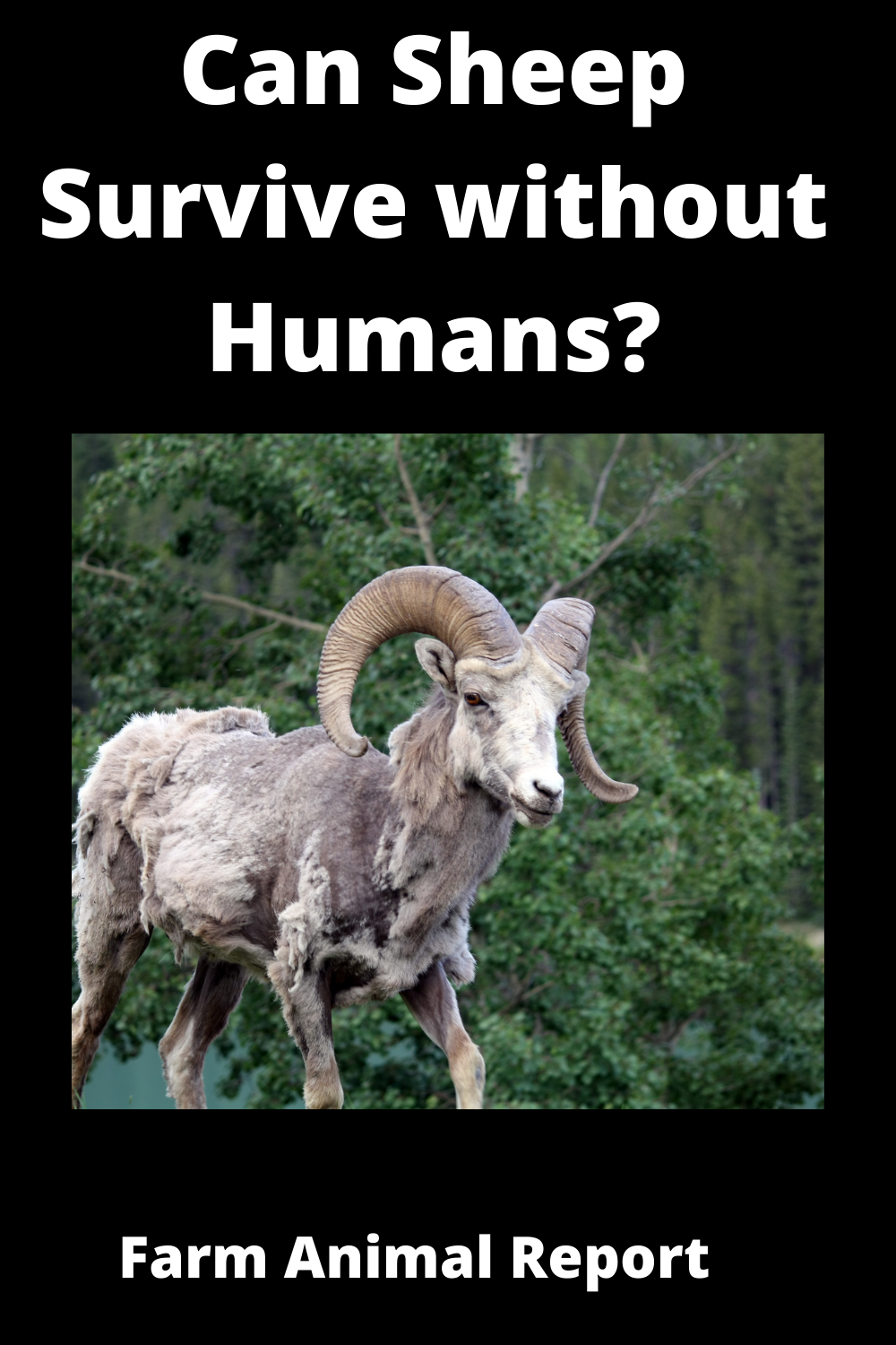 Could and sheep. Could and sheep