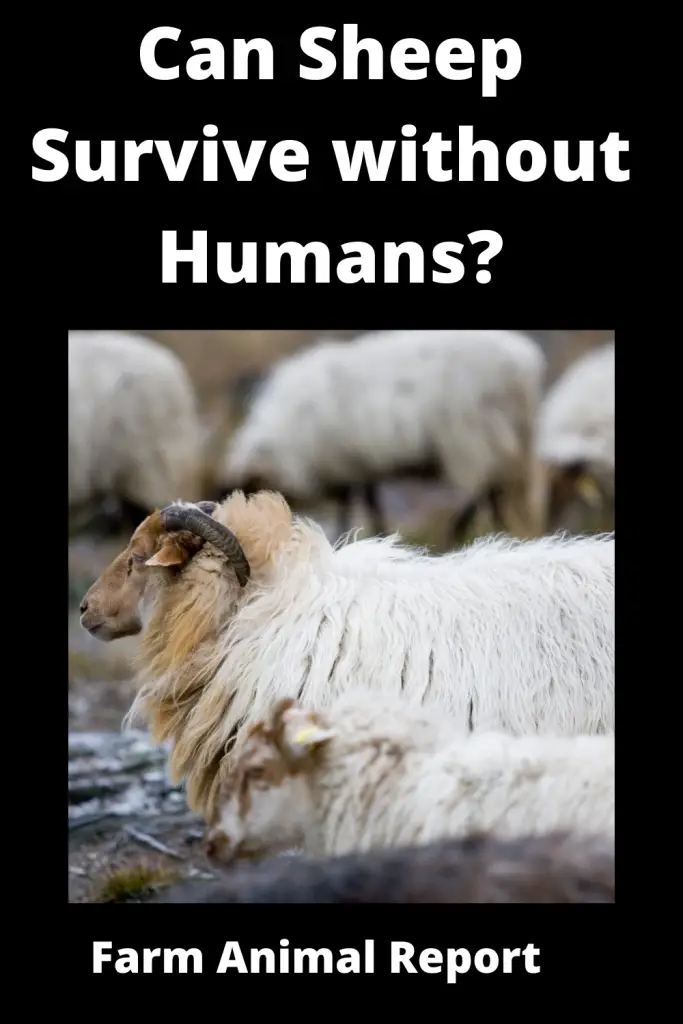 3 Breeds: How did Sheep survive Before Humans? **2023** 4