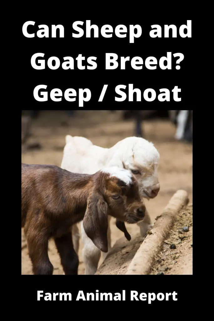 Can a Goat and a Sheep Breed? **Geep / Shoat** 2