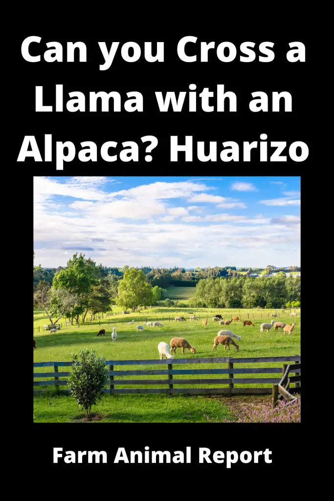 How Can Llamas and Alpacas Breed? (2022) Alpacas | Llama | Breeding 5