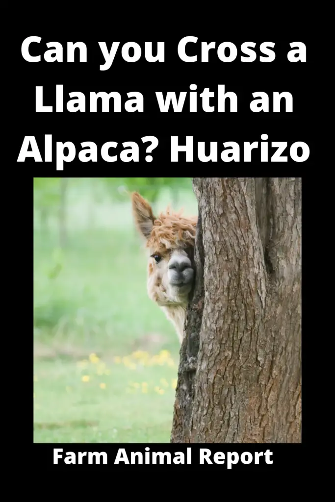 How Can Llamas and Alpacas Breed? (2022) Alpacas | Llama | Breeding 1
