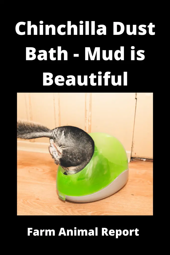 Chinchilla Dust Bath - Mud is Beautiful 2