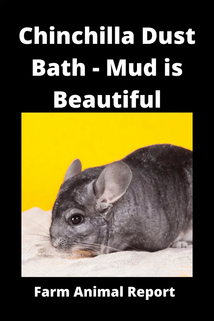Chinchilla Dust Bath - Mud is Beautiful 3