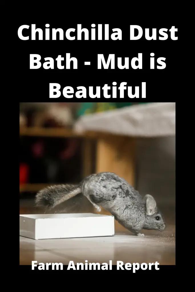 Chinchilla Dust Bath - Mud is Beautiful 1