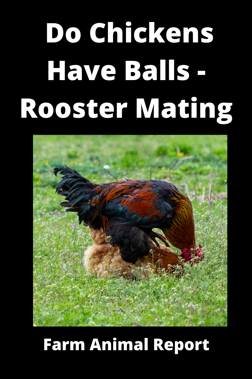Do chicken Have Balls **ROMANCE** – Farm Animal Report