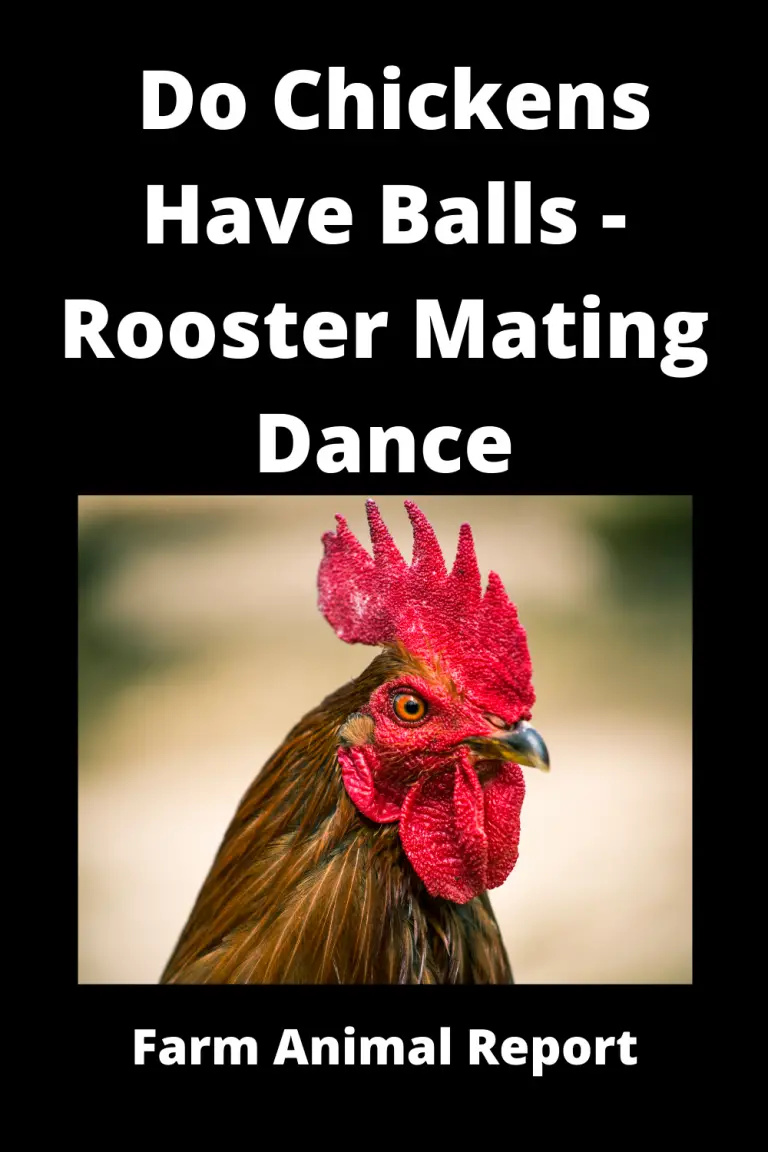 Copy-of-Do-Chickens-Have-Balls-Rooster-M