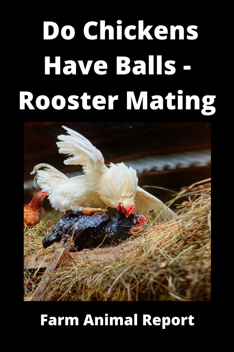 Do chicken Have Balls **ROMANCE** Farm Animal Report