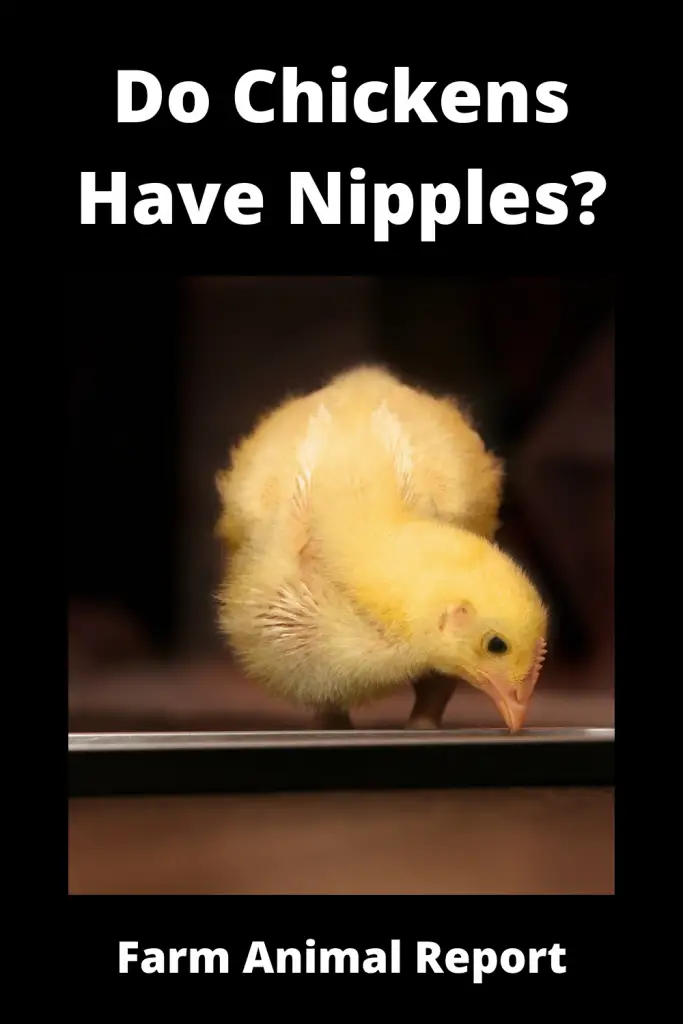 9 Alternatives: Do Chickens Have Nipples? (Updated 2024) 2