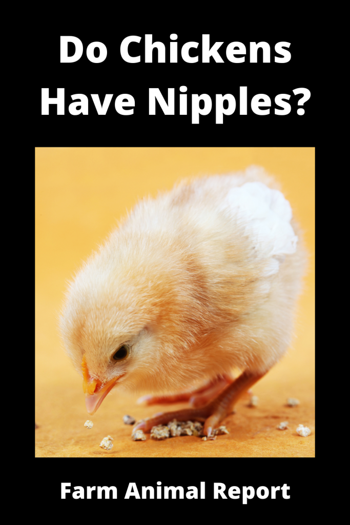 9 Alternatives: Do Chickens Have Nipples? (Updated 2024) 3