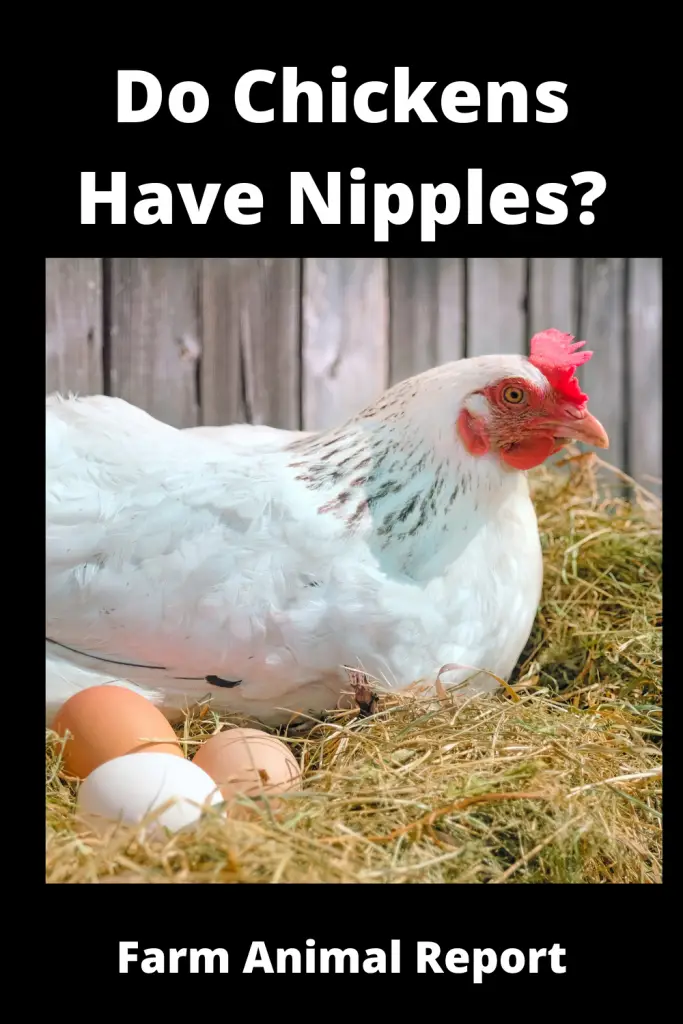 9 Alternatives: Do Chickens Have Nipples? (Updated 2024) 4