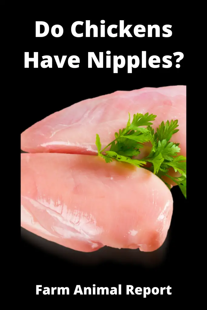 9 Alternatives: Do Chickens Have Nipples? (Updated 2022) 1