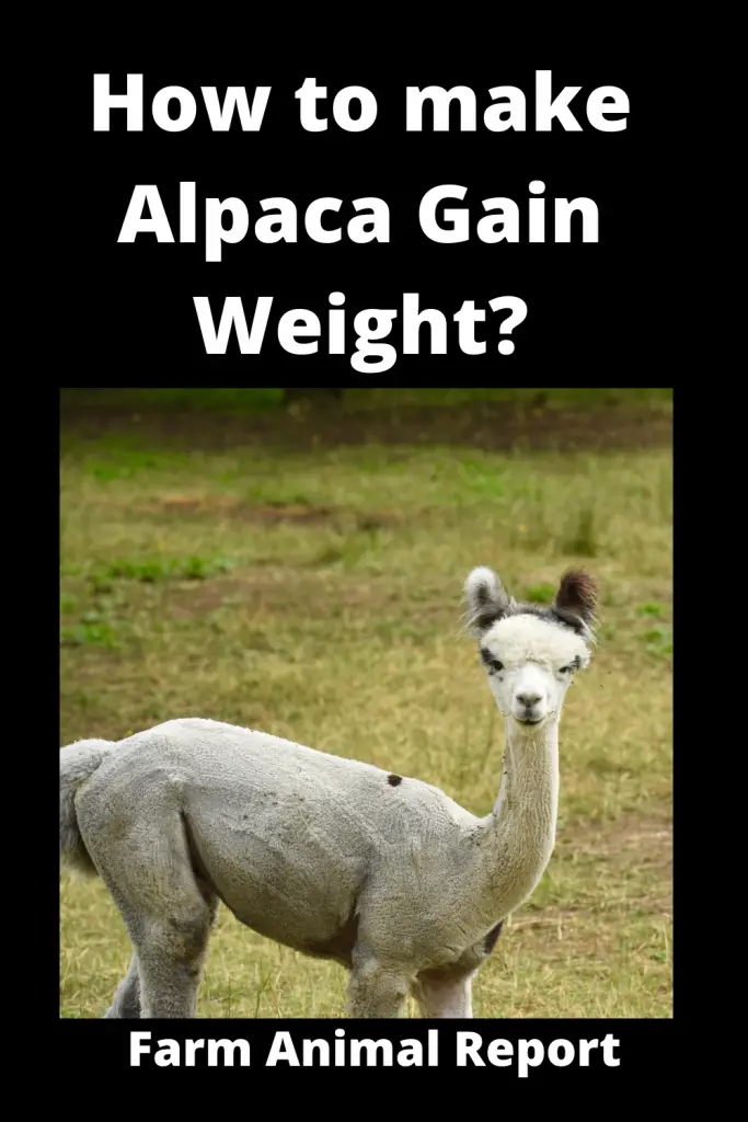 How to make Alpaca Gain Weight (2023)? **SKINNY** 2