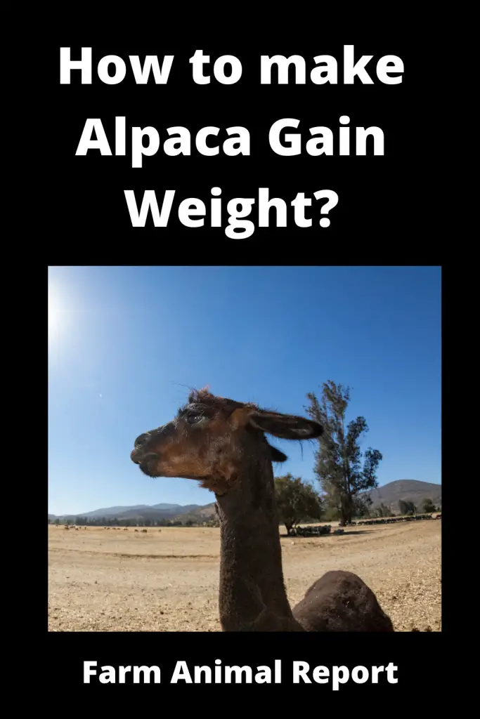 How to make Alpaca Gain Weight (2023)? **SKINNY** 4