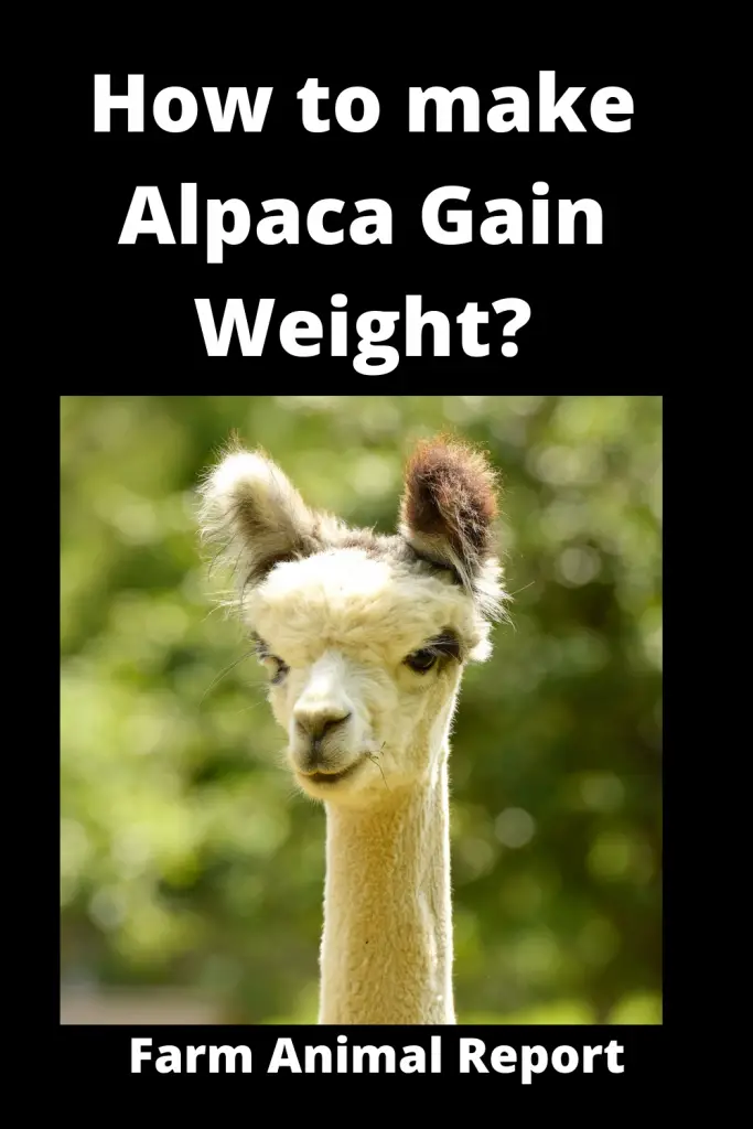 How to make Alpaca Gain Weight (2023)? **SKINNY** 1