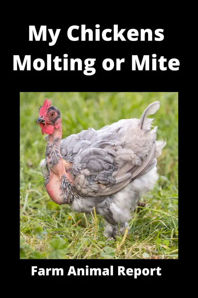 5 Easy Checks: My Chickens Molting or Mites | PDF | (Updated 2023) 5