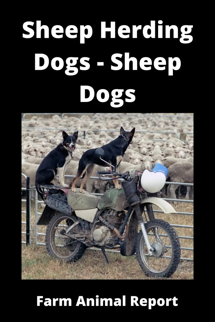 Sheep Herding Dogs - Sheep Dogs