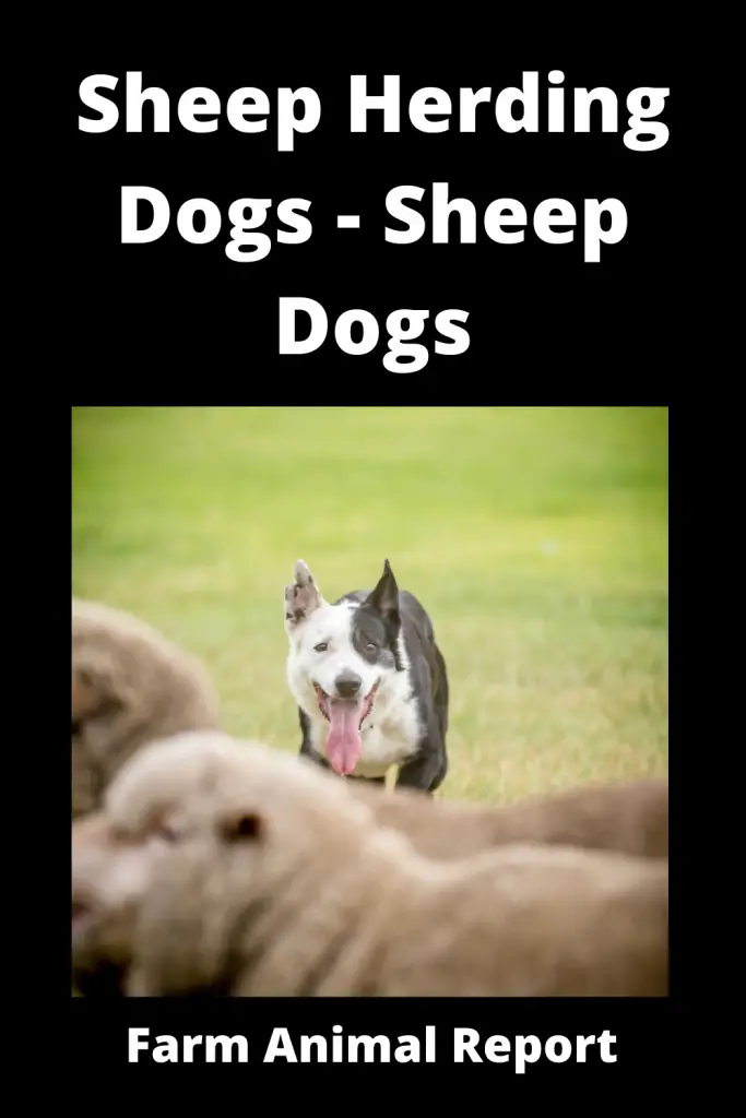 Sheep Herding Dogs - **Sheep Dogs** 3