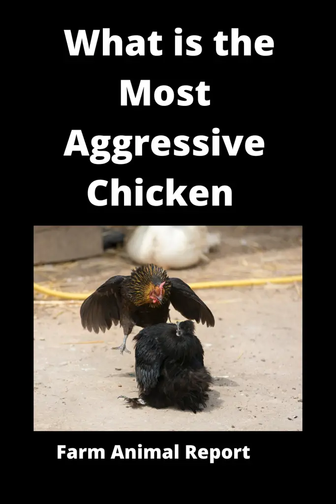 Best Fighting Rooster Breed in the World - Asil **DANGER** 4