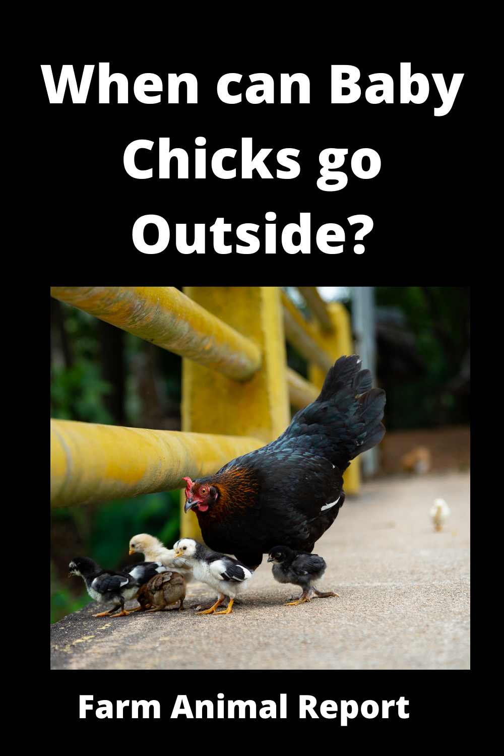 When Can Baby Chickens Go Outside? **FREE**