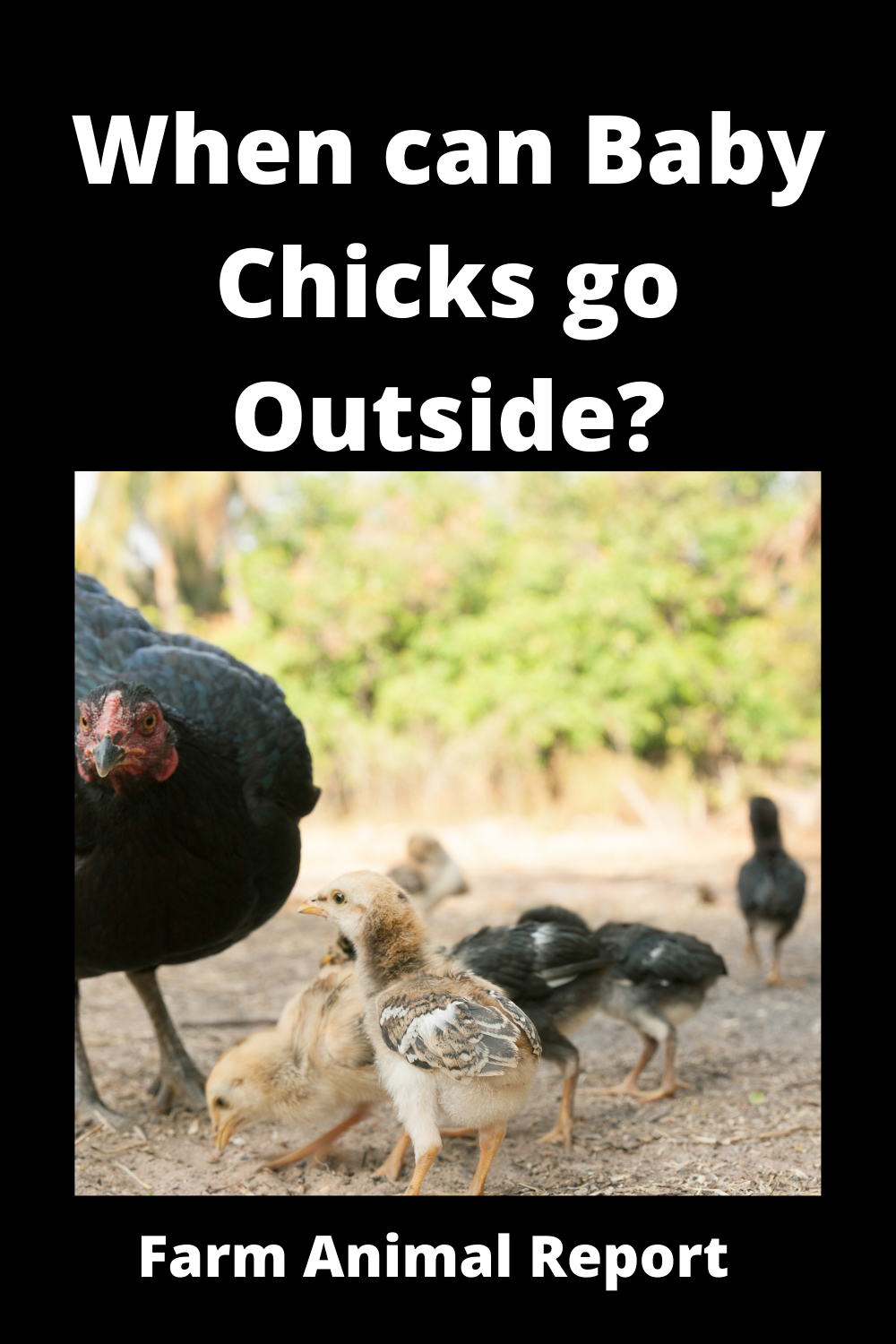 When Can Baby Chickens Go Outside? **FREE**
