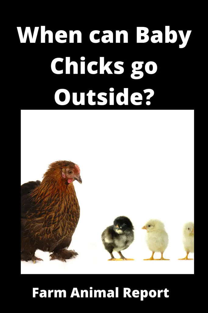 When Can Baby Chickens go Outside? **FREE** 5