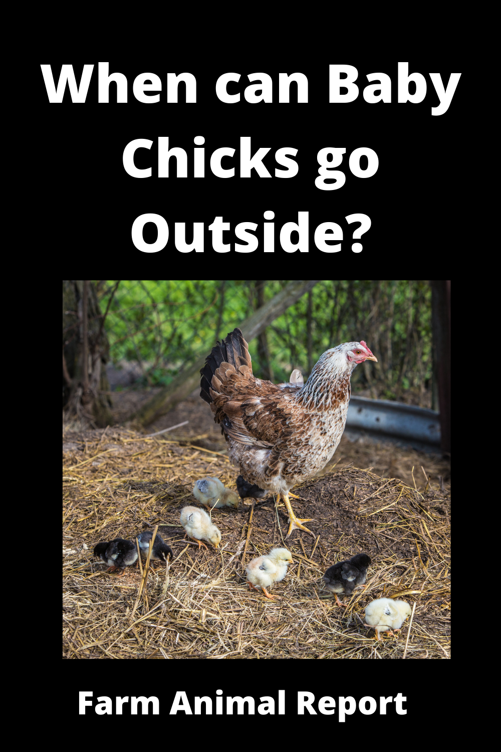 When Can Baby Chickens Go Outside? **FREE**