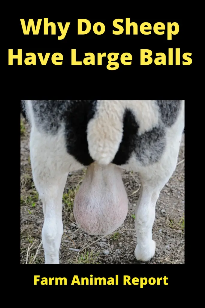 Why are Sheep Balls - (HUGE) 3