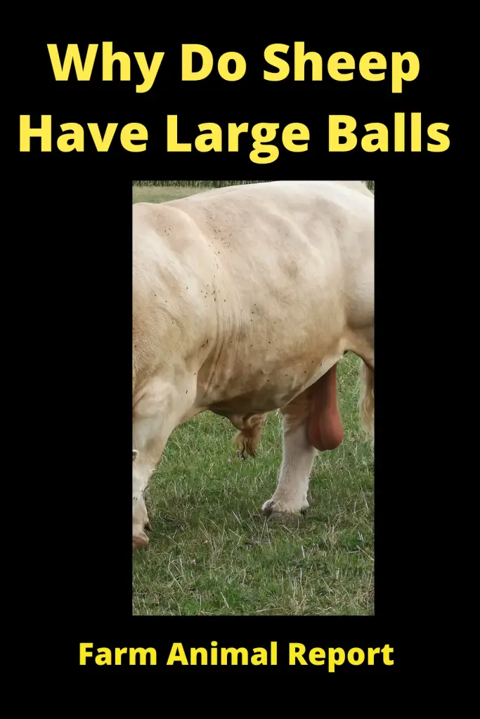 Why are Sheep Balls - (HUGE) 2