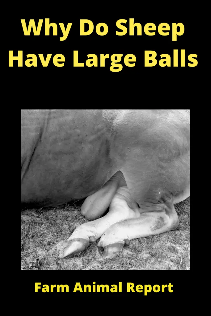 Why are Sheep Balls - (HUGE) 1