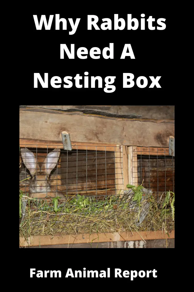 Do Rabbits Nesting Box? - **NESTING** 3