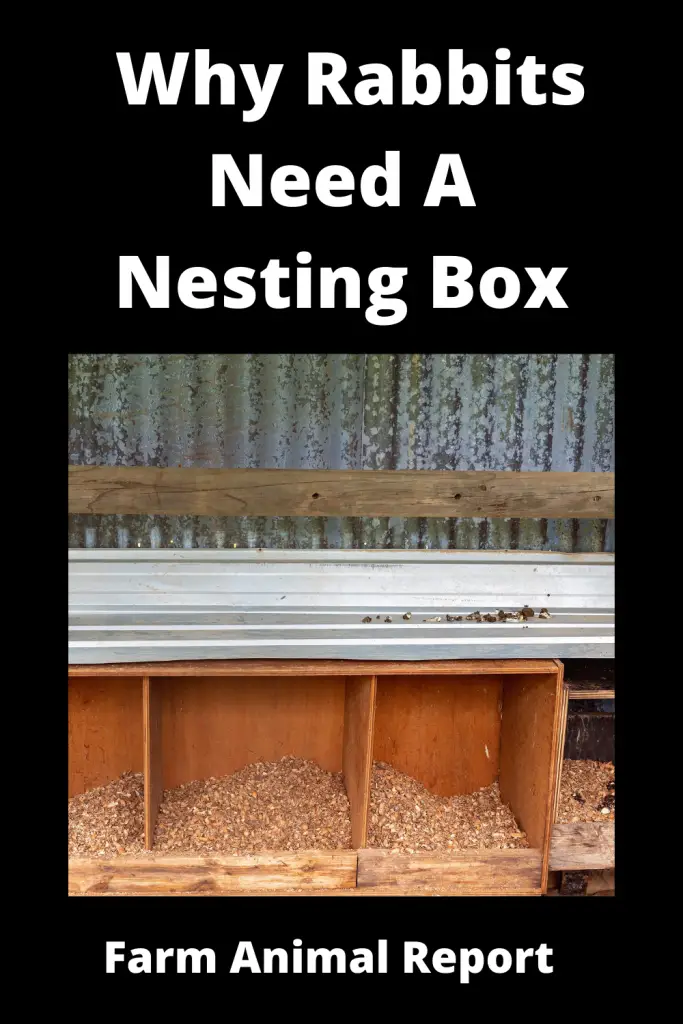 Do Rabbits Nesting Box? - **NESTING** 2