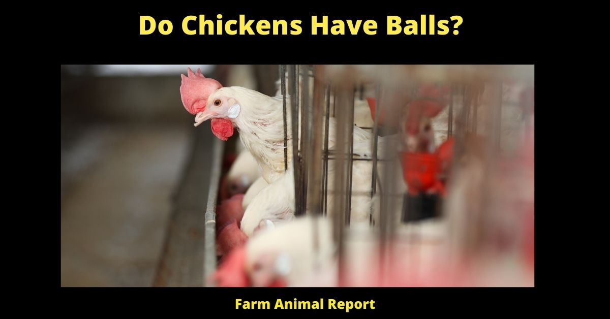 Do Chickens Have Balls?