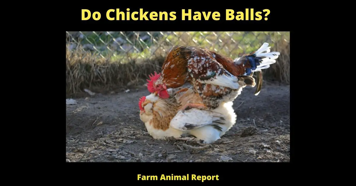 Do Chickens Have Balls?