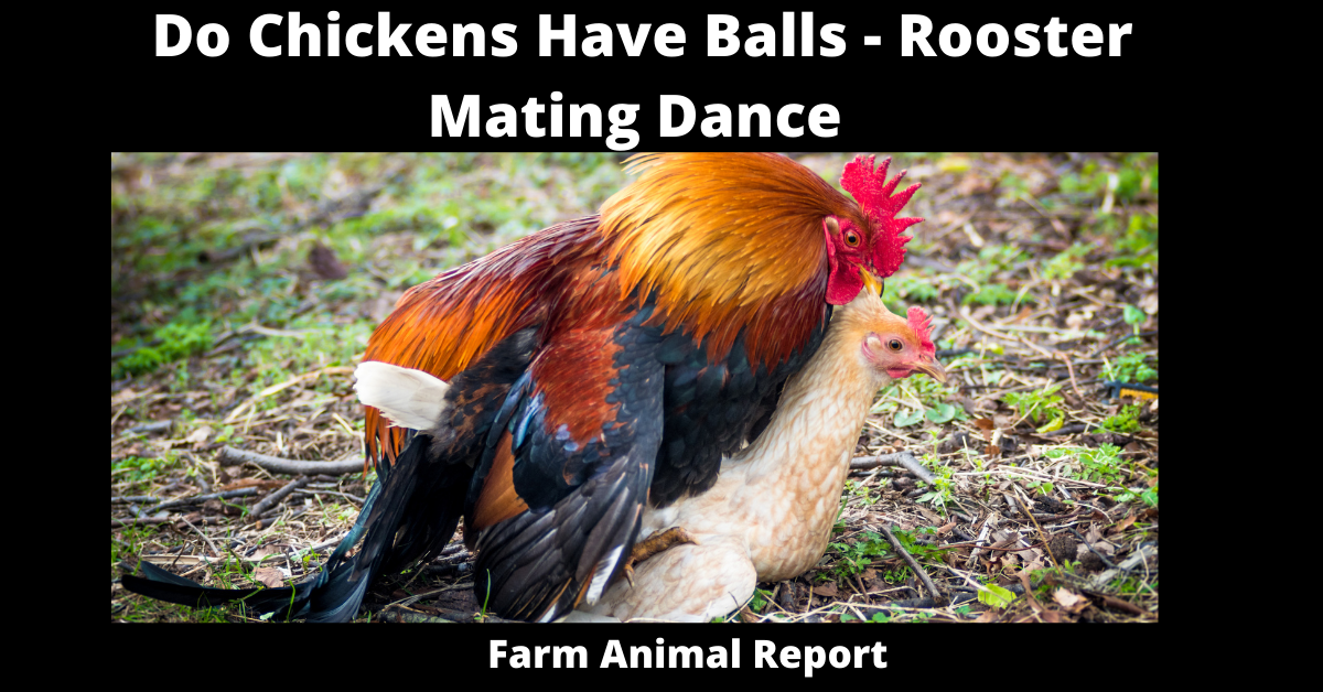 Do Chickens Have Sex Rooster Mating Dance Farm Animal Report