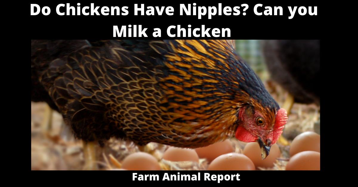 Do Chickens Have Nipples? Can you Milk a Chicken