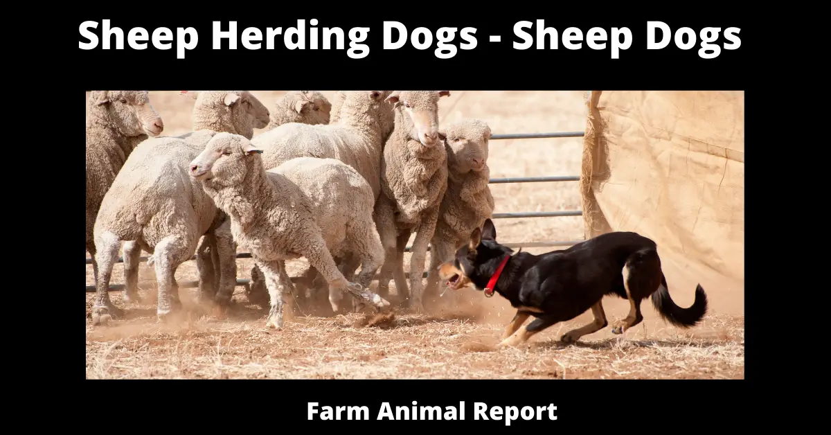 Sheep Herding Dogs - Sheep Dogs