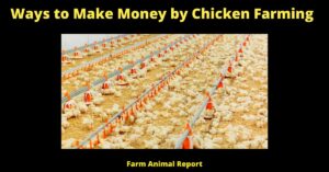 Ways to Make Money by Chicken Farming