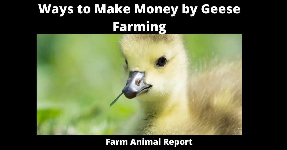 Ways to Make Money by Geese Farming