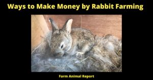17 Ways: How Does Rabbit Farming Make Money | Rabbits | Profit | Raise | PDF **2024** 1