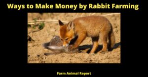 17 Ways: How Does Rabbit Farming Make Money | Rabbits | Profit | Raise | PDF **2023** 2