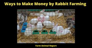 Ways to Make Money by Rabbit Farming