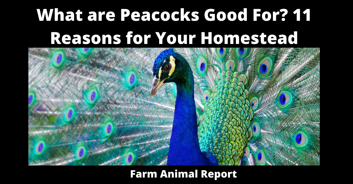 What are Peacocks Good For? 11 Reasons for Your Homestead