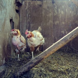 5 Easy Checks: My Chickens Molting or Mites | PDF | (Updated 2023) 7