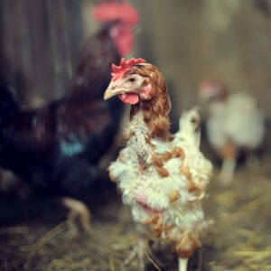 5 Easy Checks: My Chickens Molting or Mites | PDF | (Updated 2023) 6