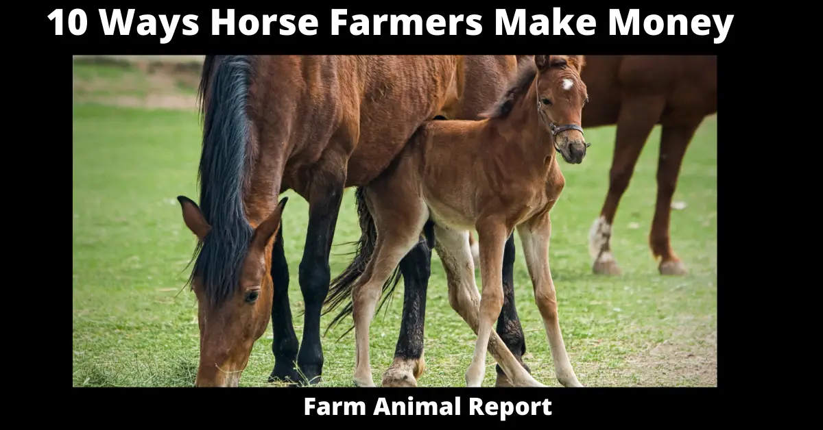 10 Ways Horse Farmers Make Money