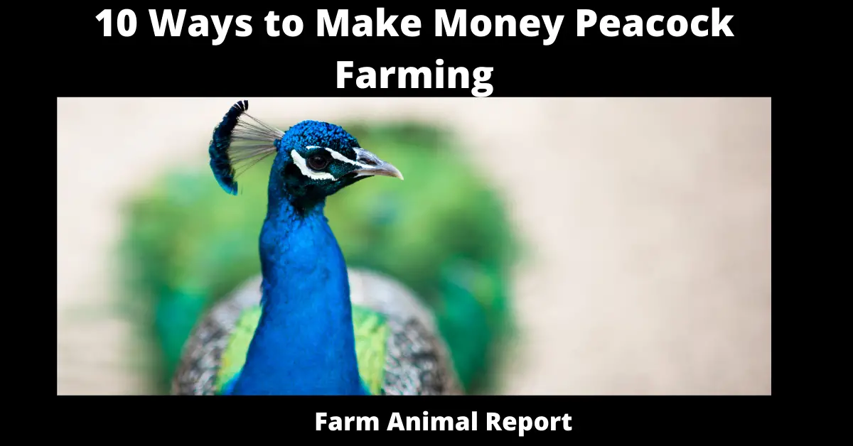 10 Ways to Make Money Peacock Farming