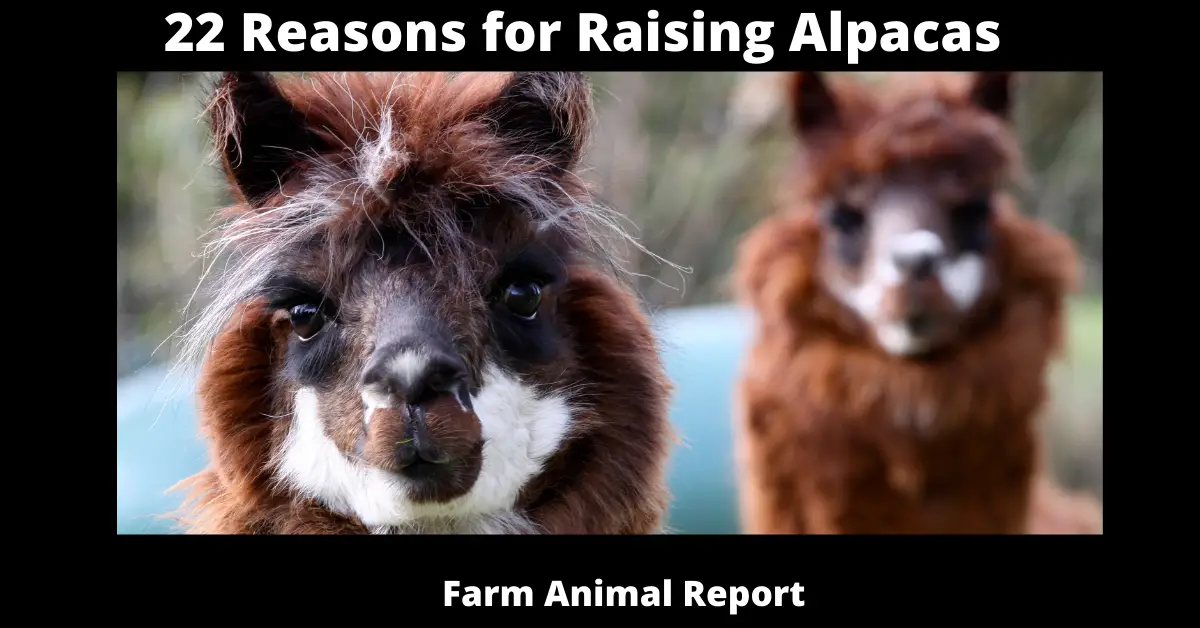 22 Reasons for Raising Alpacas